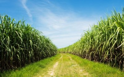 depositphotos_65129915-stock-photo-sugarcane-field-and-road-with